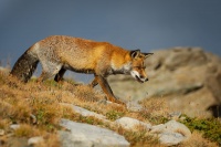 Liska obecna - Vulpes vulpes - Red Fox 2062